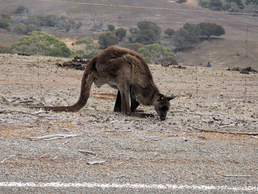 Emu Bay und Stokes Bay, Kangaroo Island