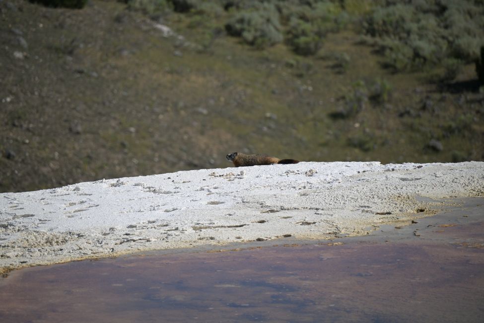 Mammoth Hot Springs - Sinterterrassen