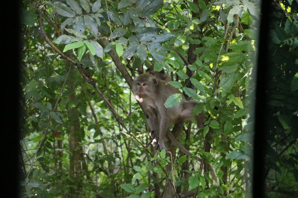 Etiqueta 9: De Java a Bali