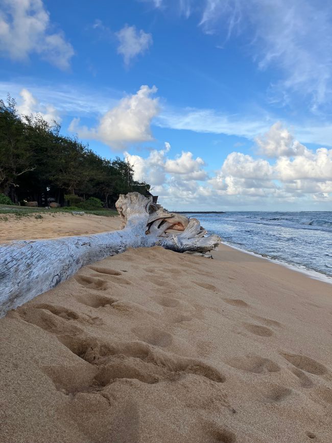 Tree stem on the beach