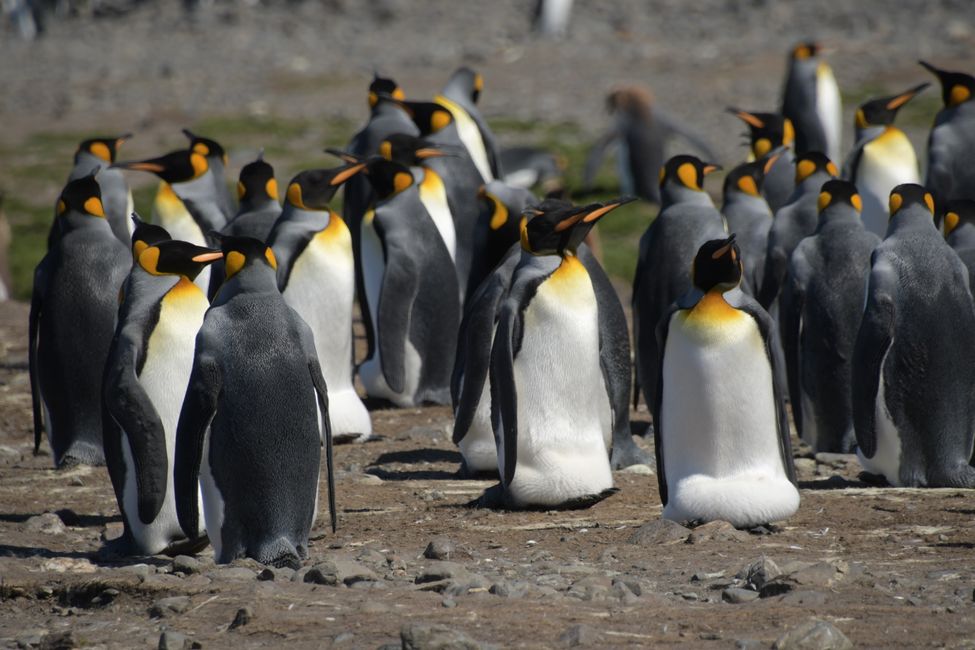 Königspinguine / King penguins