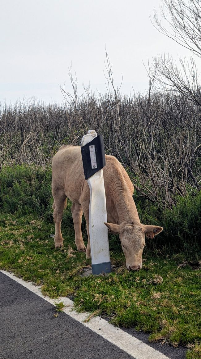Tag 13: Levada da Ribeira da Janela & Nordwestküste