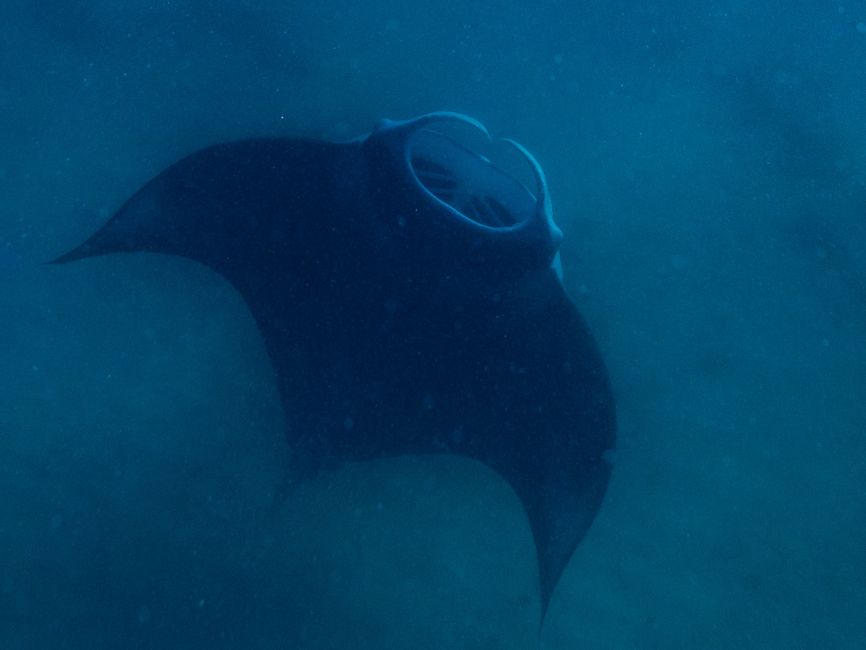 Snorkeling