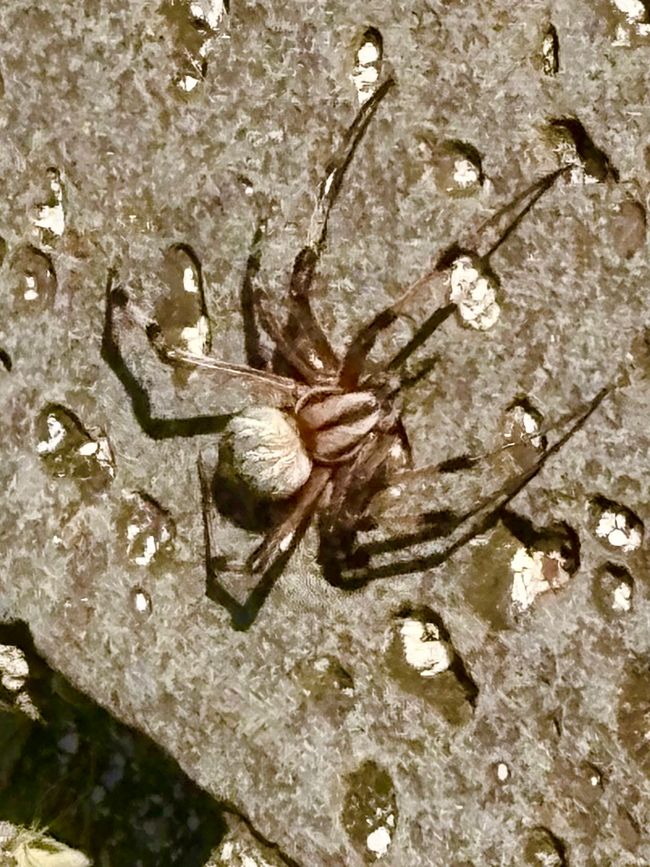 Wie haben viele verschiedene Spinnen geshen, meist schwer zu fotografieren