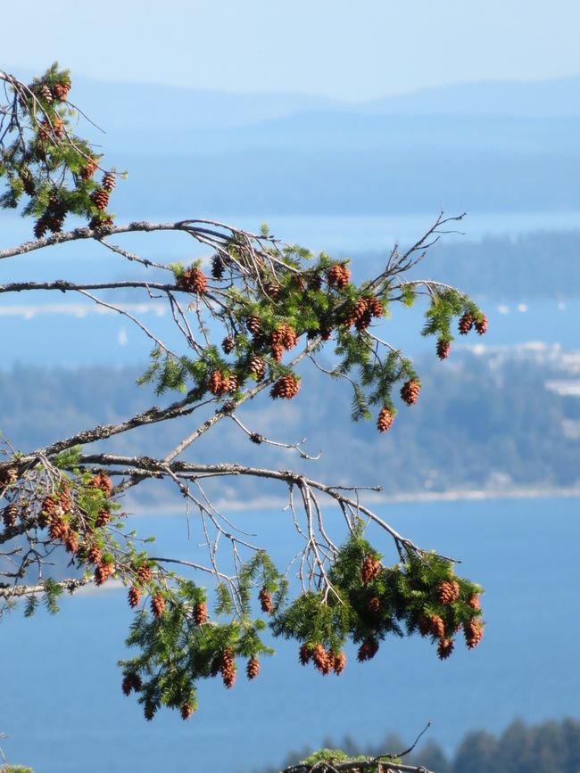 Ausblick vom "Mount Coble Hill"