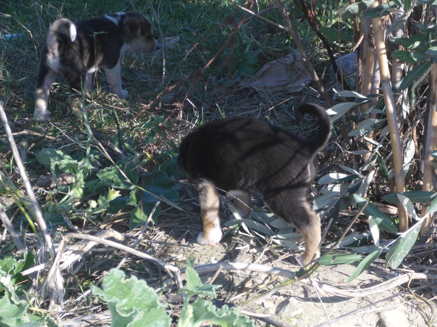 Straßenhunde Junge 