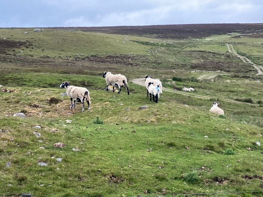 Highland sheep