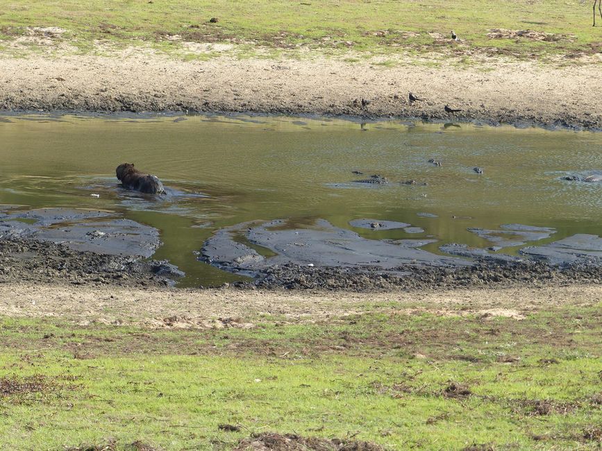 Brasilien, Durch das Pantanal