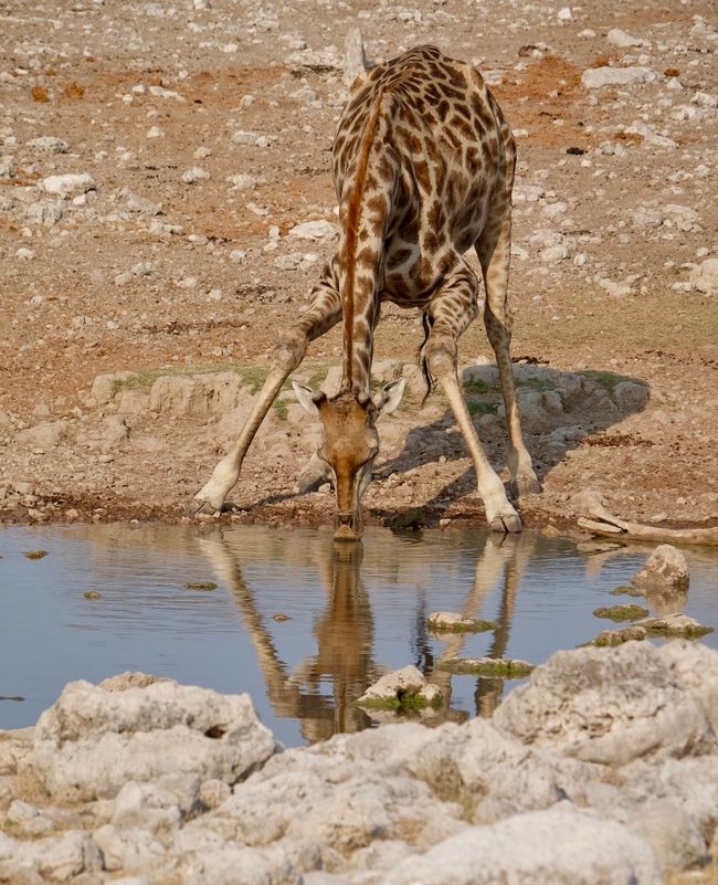 Etosha - Día de los Gatos