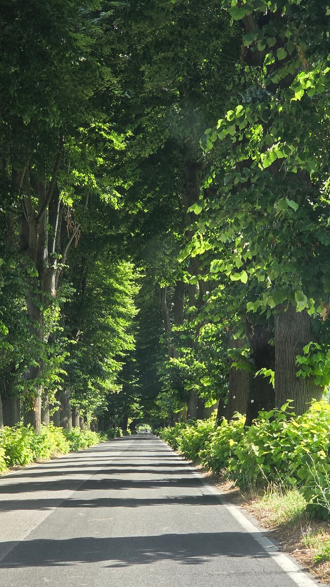 Allee