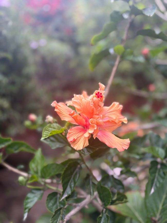 ...Blümchen im Klostergarten...