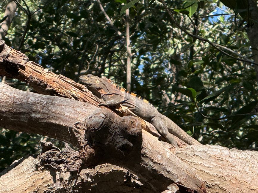 BLOG 20: Nicaragua - Costa del Pacífico y Bosque de Manglares