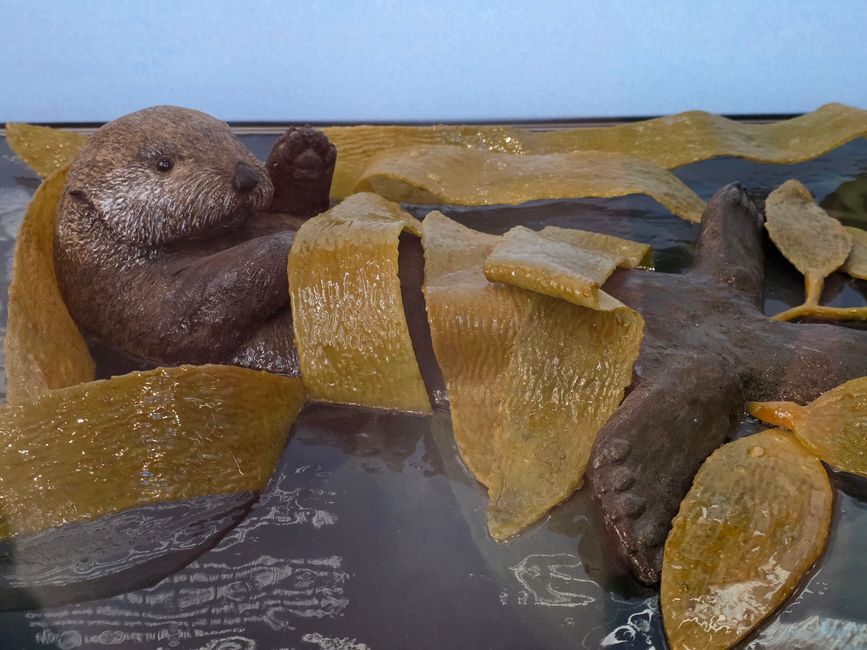 Stralsund & Darß: Meeres-Magie und die 5-km-Wander-Überraschung 🌊🐢❄️