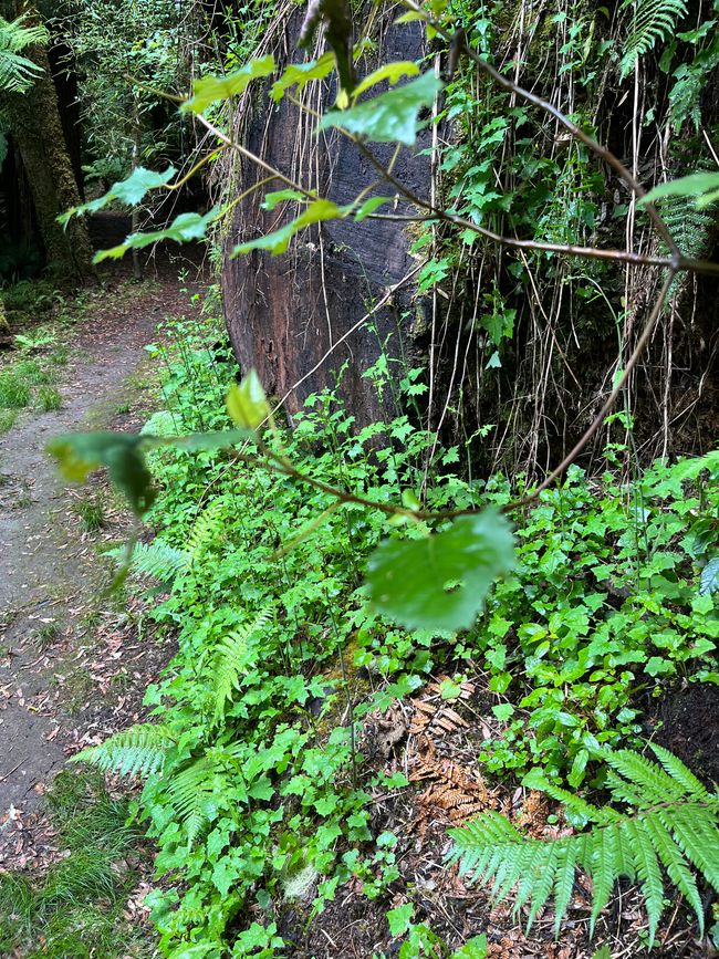 Whirinaki – Der Tag, an dem mich die Natur wieder gefunden hat