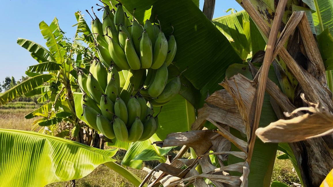 Tierras de cultivo cerca de Nong Ki