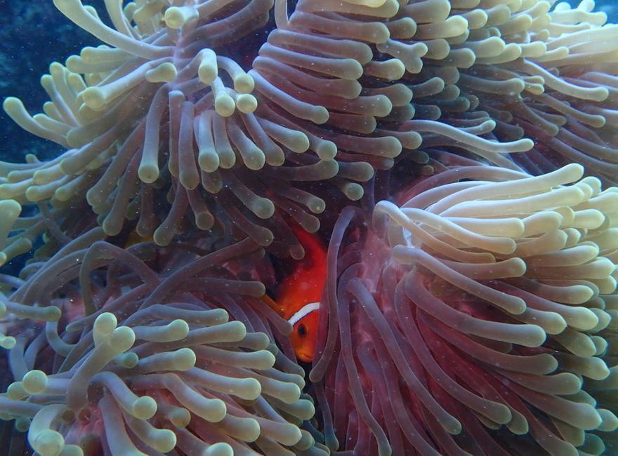 10 Días en Thundufushi - Un Viaje a Través de Aguas Azules, Jardines de Coral y Momentos de Quietud