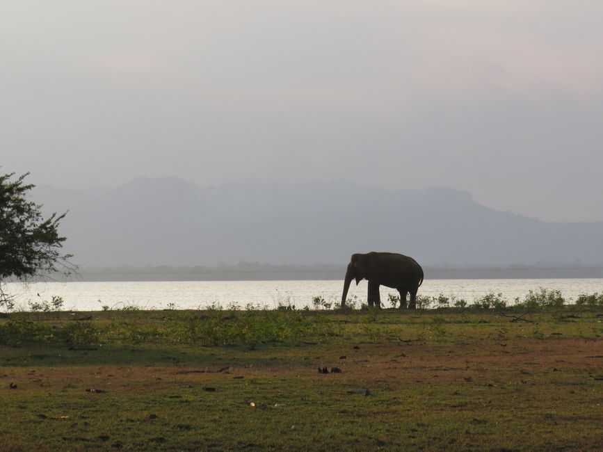 Udawalawa - Safari avec des éléphants