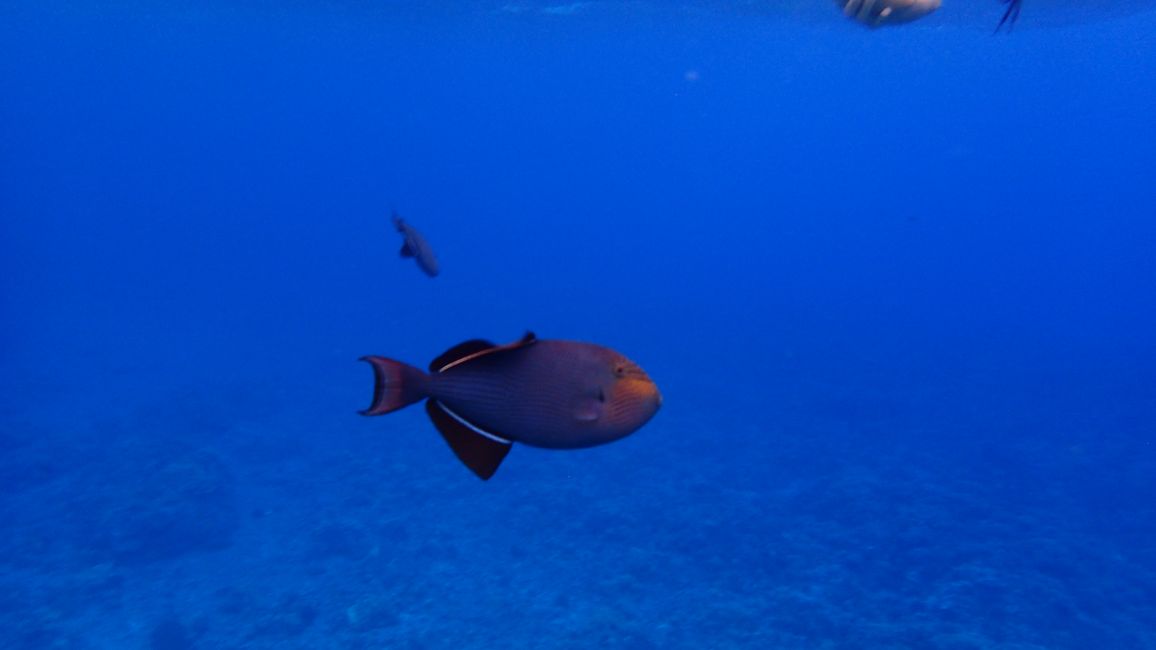 A lot of colored fish at the corals of the crater rocks