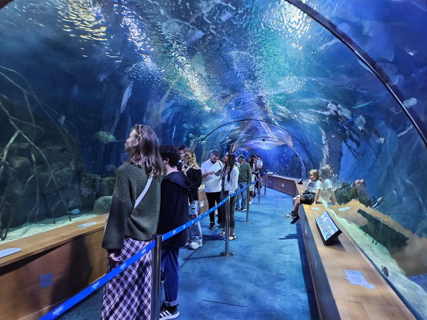2025 - Aprile - Valencia - Oceanogràfic
