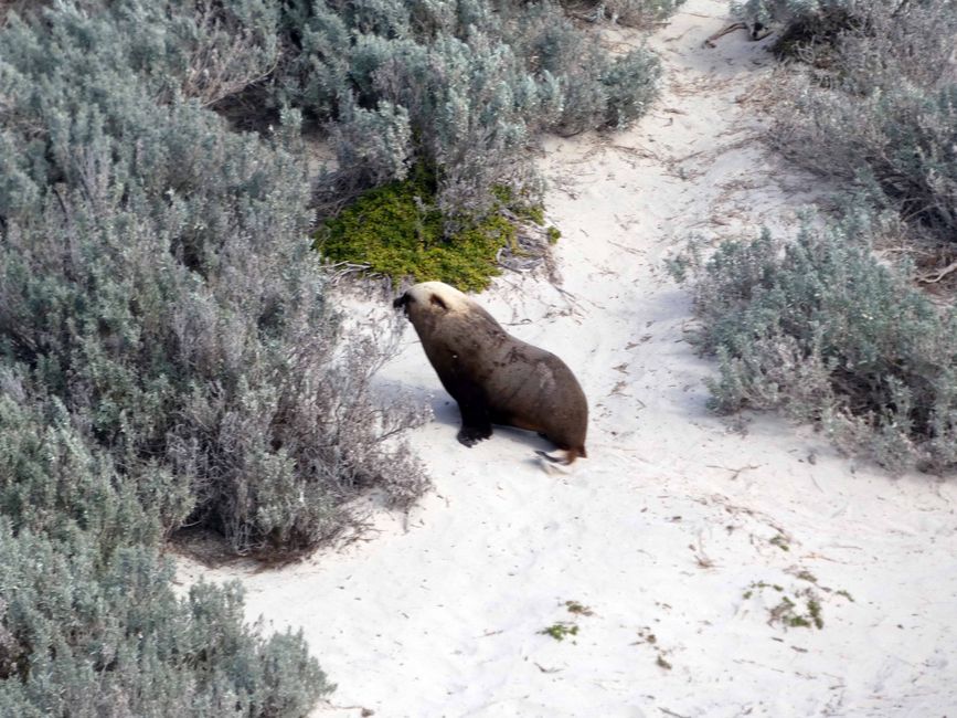 Kangaroo Island