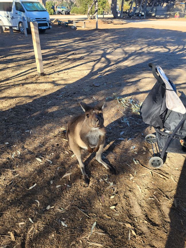 Kangaroo Island with Baby M.