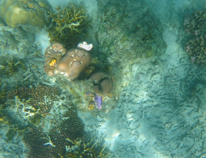 Misool, Westneuguinea, Indonesien, Insel-Ausflug