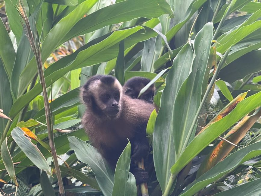 Die Mama mit Baby auf dem Rücken ist sehr mutig und schnappt sich eine angebotene Banane