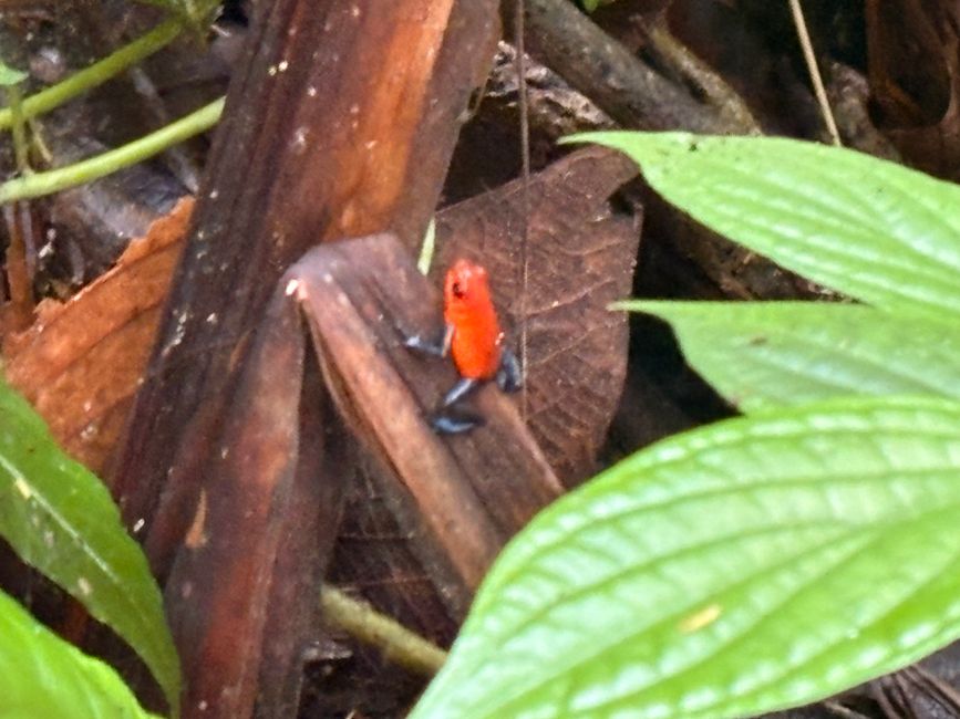Unterwegs in Costa Rica