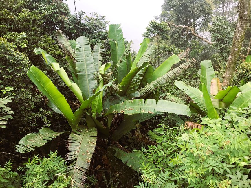 Regenwald in den Cameron Highlands