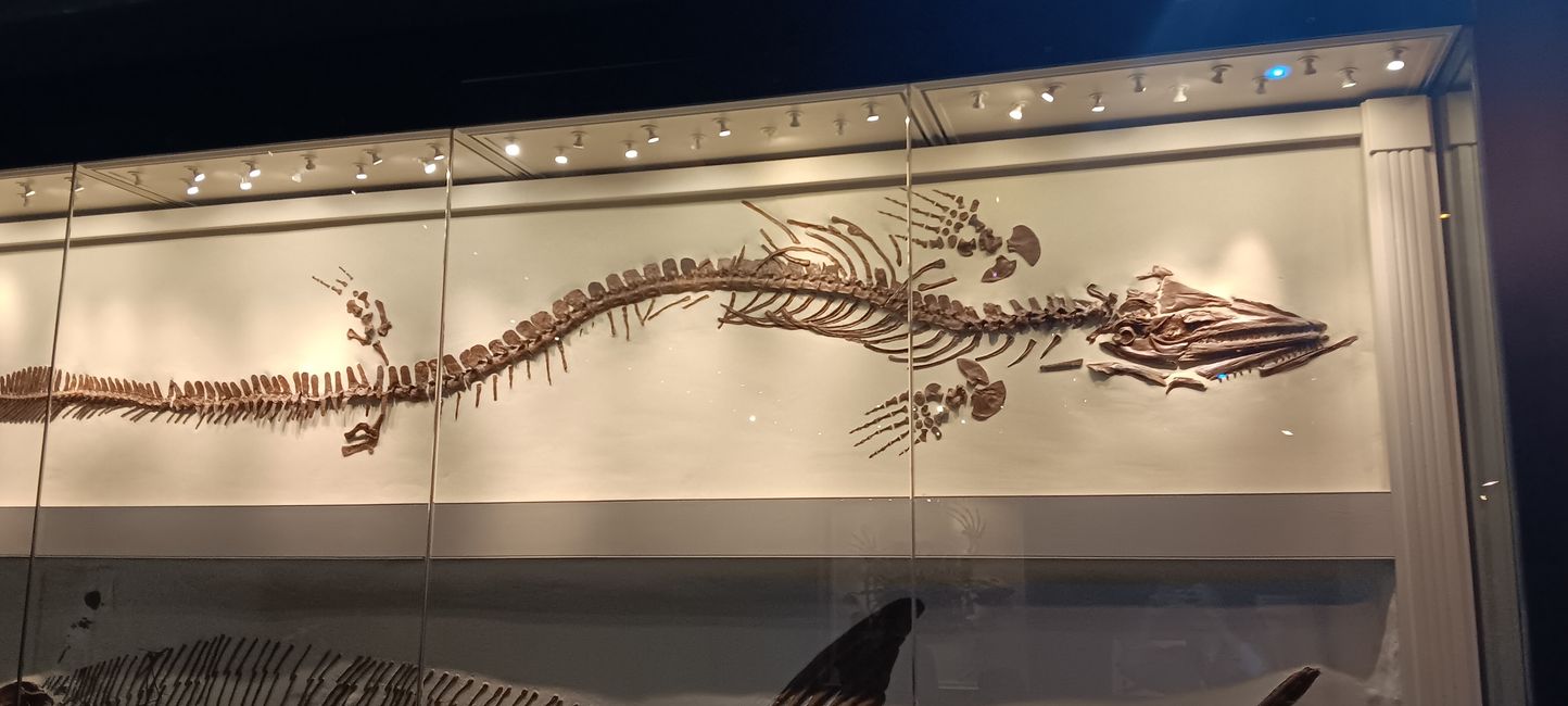 Museum of natural history I