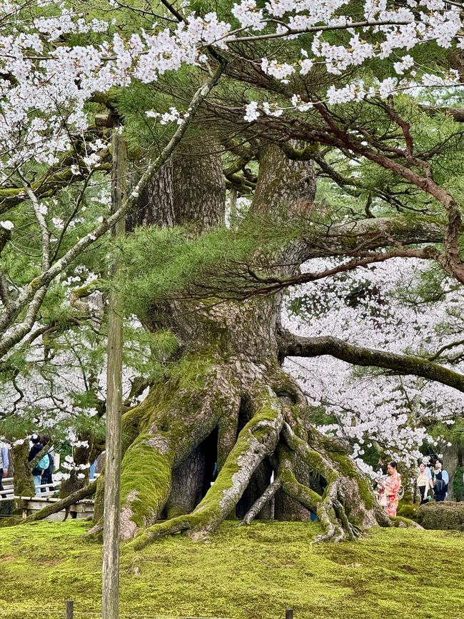 Part 8 Japan 🇯🇵 Kanazawa