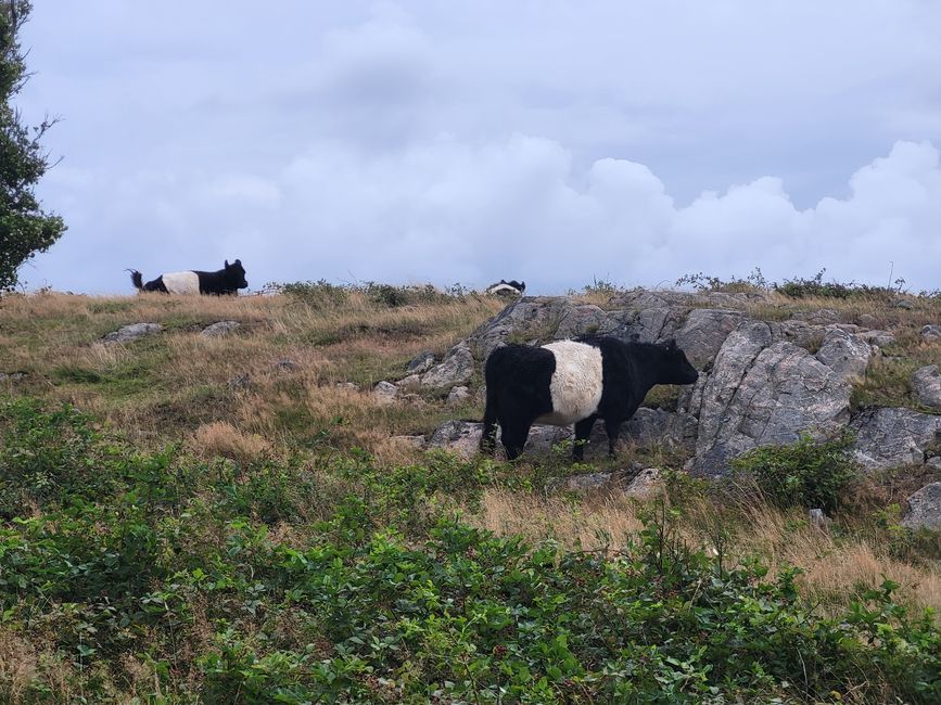 Galloways nella Riserva Naturale Kullaberg