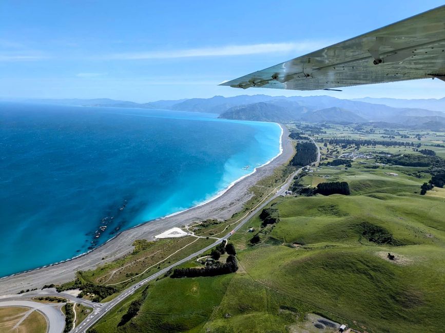 „Animal Watching“ in Kaikoura – Part Two (Seals, No Whales & Dolphins? - but Sheeps!)