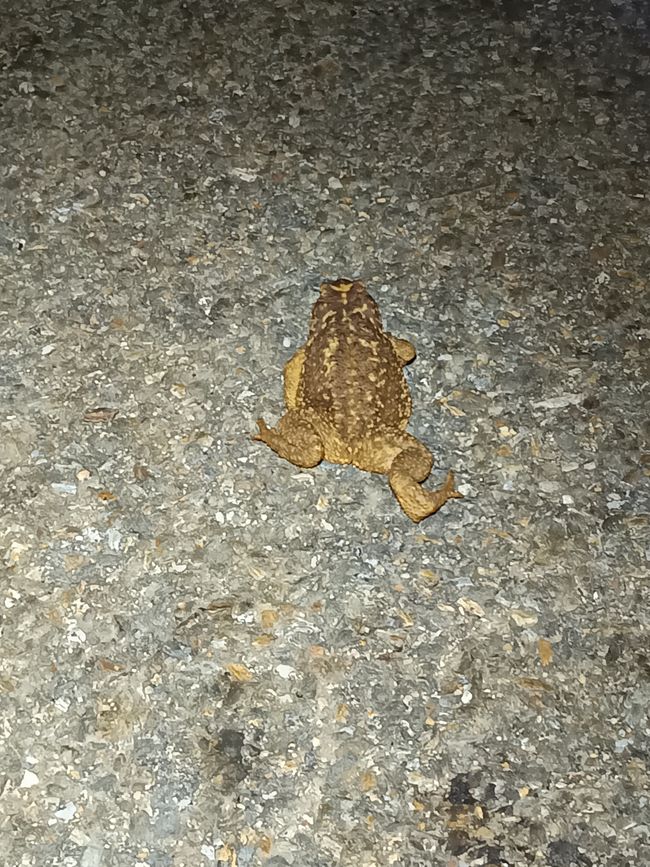 Ein kleiner Frosch