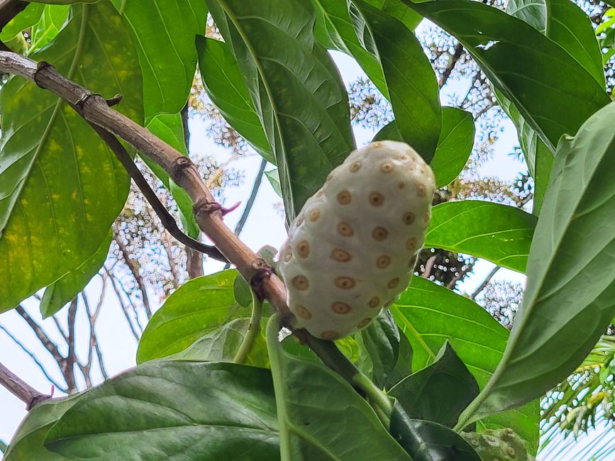 Paseo por el jardín