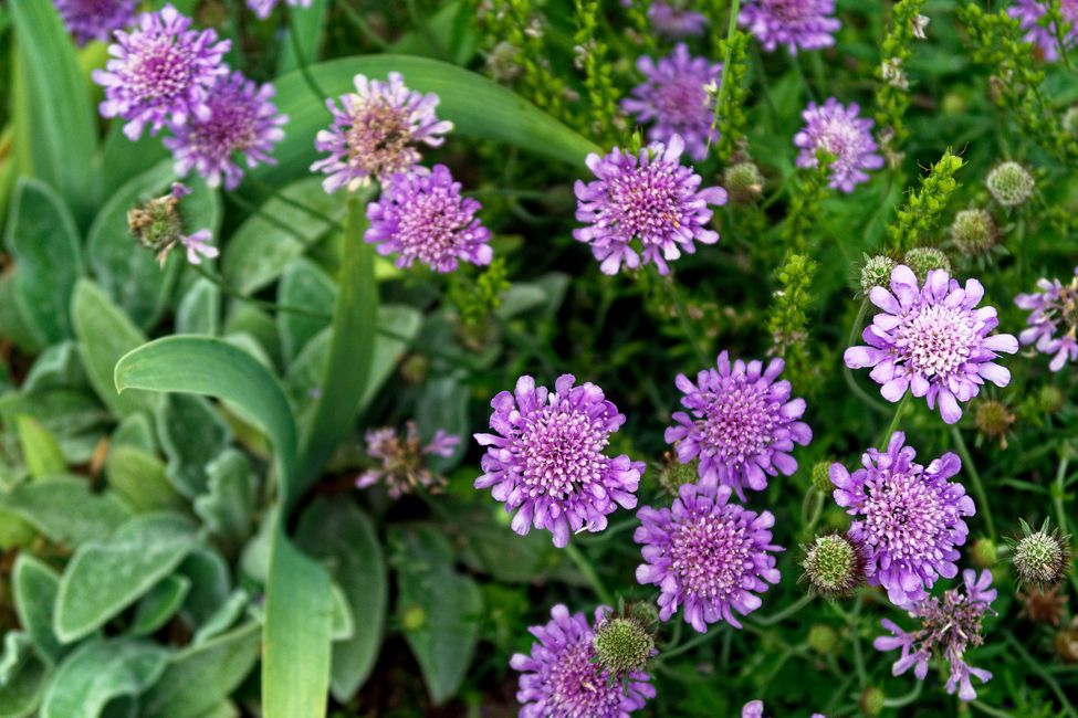 Im Klostergarten