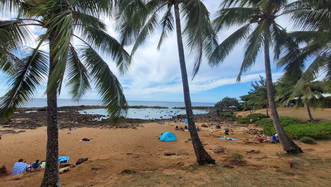 Snorkeling at Sharks Bay and more ...