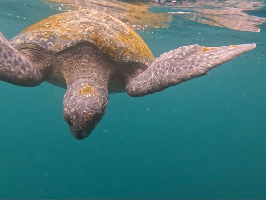 Kicker‘s Rock - schnorcheln mit Schildkröten im tiefen Wasser, das war wirklich besonders