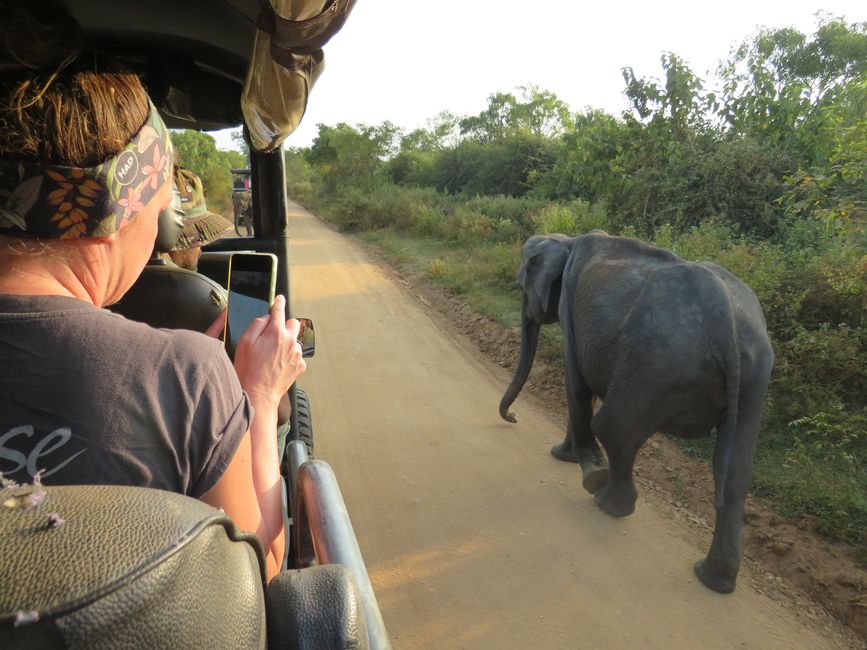 Udawalawa - Safari avec des éléphants
