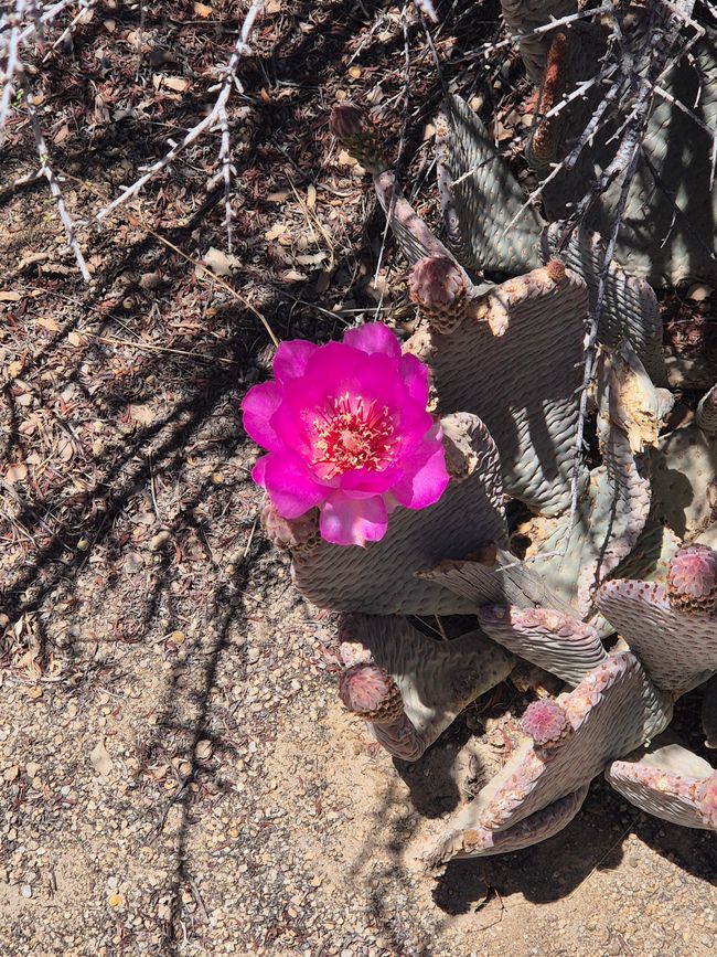 Parc national de Joshua Tree