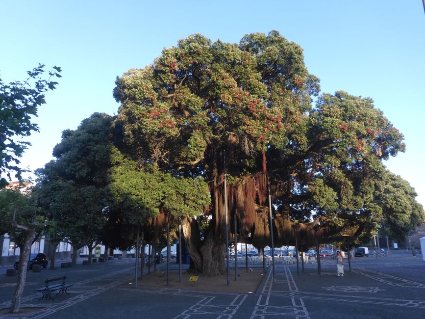 2025-07-12 Azoren, Ponta Delgada