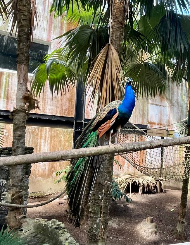 Pfau