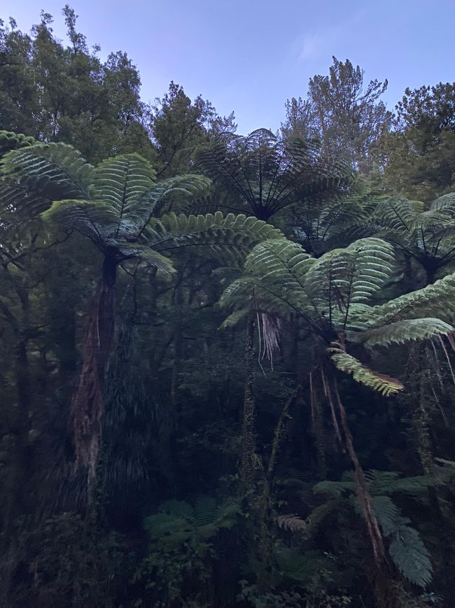 McLarren Falls - Glowworm Tour 