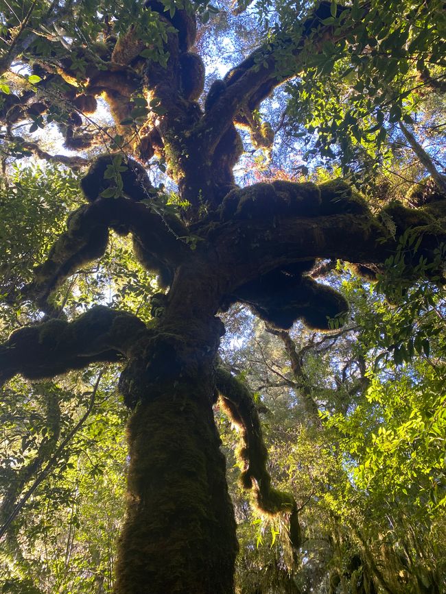 Verso Karamea