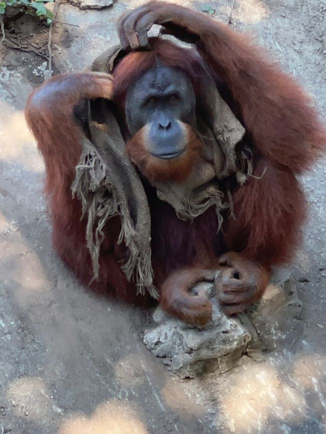 Tag 16 - Phu Quoc: Tierische Higloghts und glitzerndes Einhorn