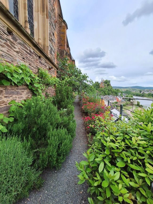 The herb forest of the rectory garden.