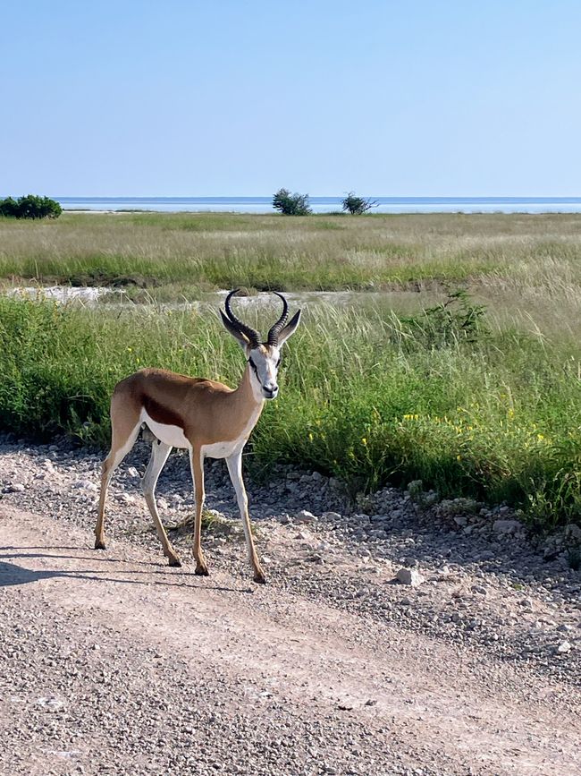 El Parque Nacional Etosha