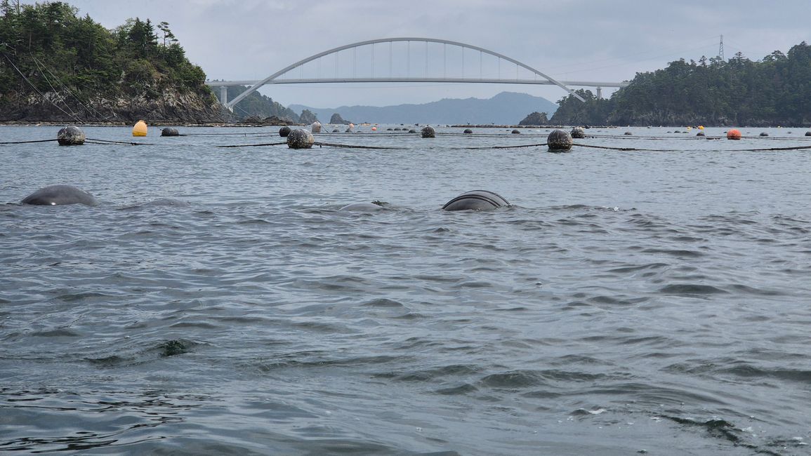 Pagayer avec Yuki