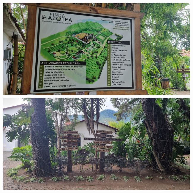 Plantación de café