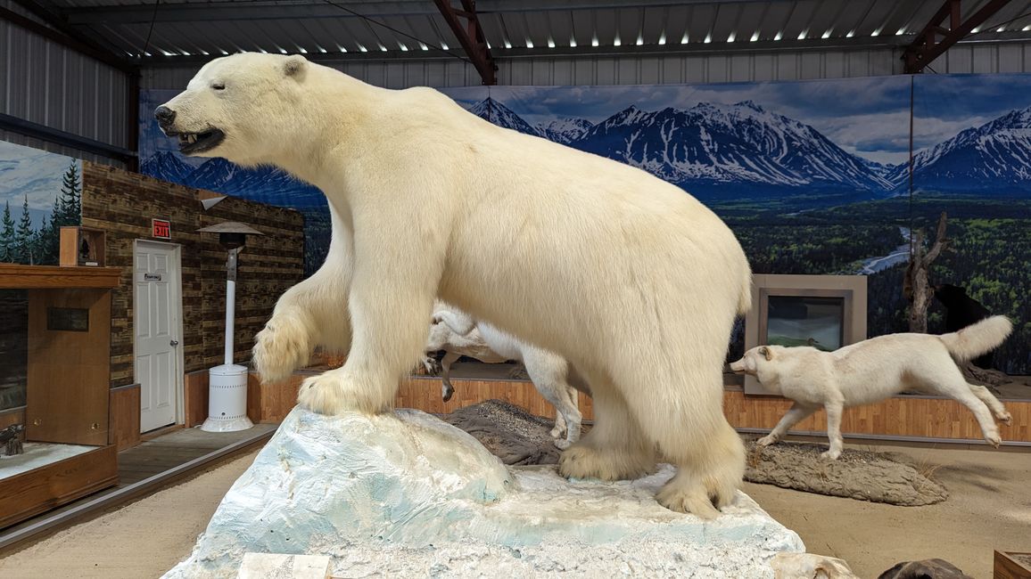 Etiqueta 21: Alrededor de Whitehorse: Cachorros de husky, Lago Esmeralda y el desierto más pequeño del mundo